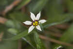 Annual blue-eyed grass